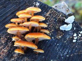 野生小蘑菇图片